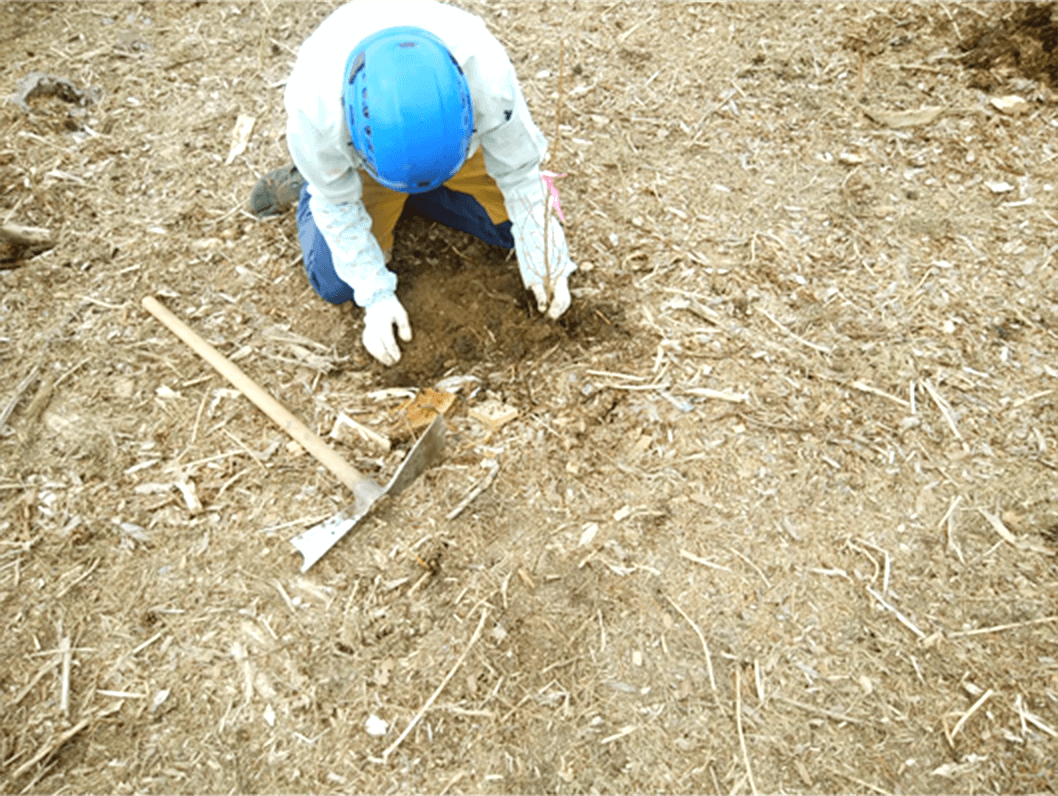 実際の植栽作業の様子